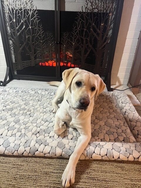 <p>Soju relaxes in front of the electric fireplace.</p>