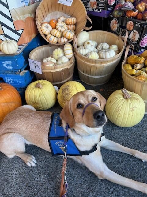 Ariel is wearing a blue service jacket. She is laying  in a group of pumpkins, looking up at the camera.