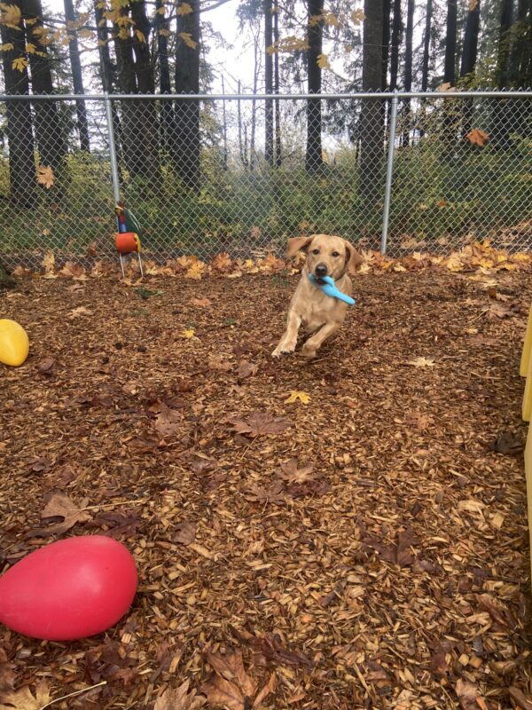 Brulee is running in a play yard on the Oregon campus. Trees are surrounding the play yard and leaves are scattered on the ground. Brulee has a blue tug toy in her mouth as she is mid air looking at the camera.