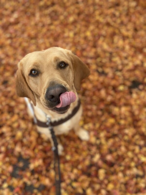 Brulee sits on a leaf covered sidewalk in her guide dog harness. She is looking up at her handler and her tongue is out as she licks her nose in anticipation of a food reward.