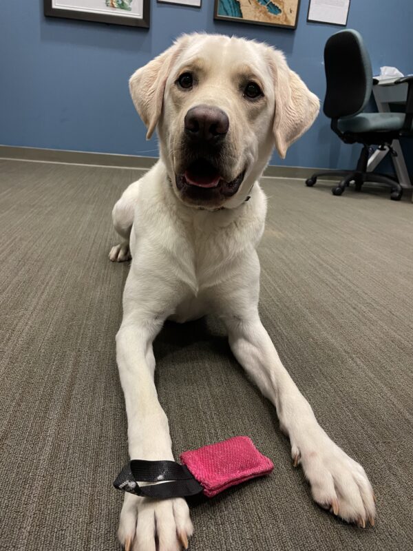 <p>Caper is laying on the carpet with a pink firehose toy between his front feet, looking expectantly at his handler waiting for the toy to be tossed.</p>