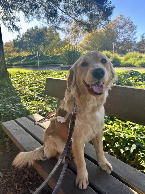 Cezanne is sitting on a wooden bench, smiling with her guide dog harness on. The sun is shining on greenery and trees behind her.