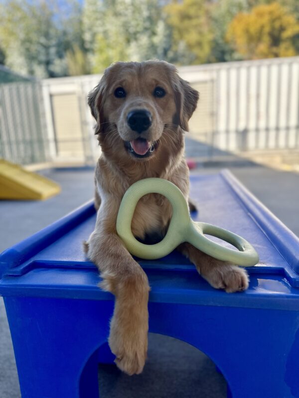 Cezanne is laying down on a blue play structure in our Community Run area. Her head is up as she smiles at the camera with a mint green ring toy resting on her front paws.