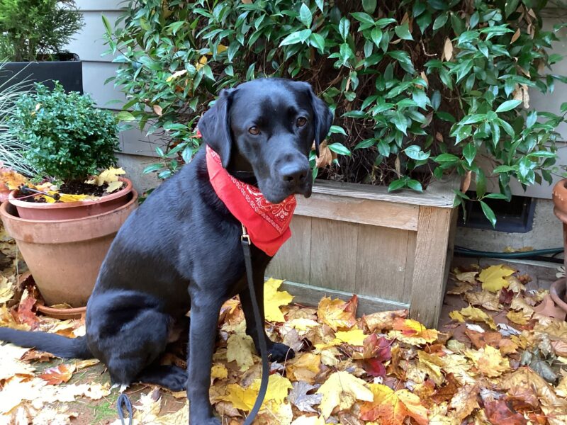 Delgado is sitting in some fall leaves on a patio. There are some potted plants and bushes in the background. He is wearing a red bandana and is looking at the camera