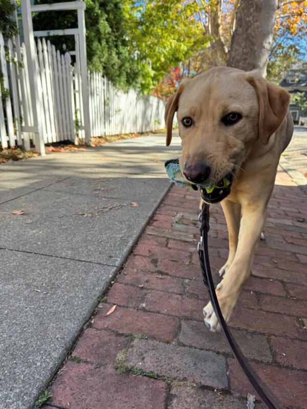 Dexter proudly holds a blue and green colored soft toy in his mouth after completing a training route. He is walking on a brick paved pathway with a white picket fence and green trees in the background.