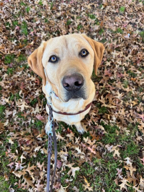 Dexter is in harness sitting in a giant pile of fallen leaves. He stares directly into the camera with his amber colored eyes.