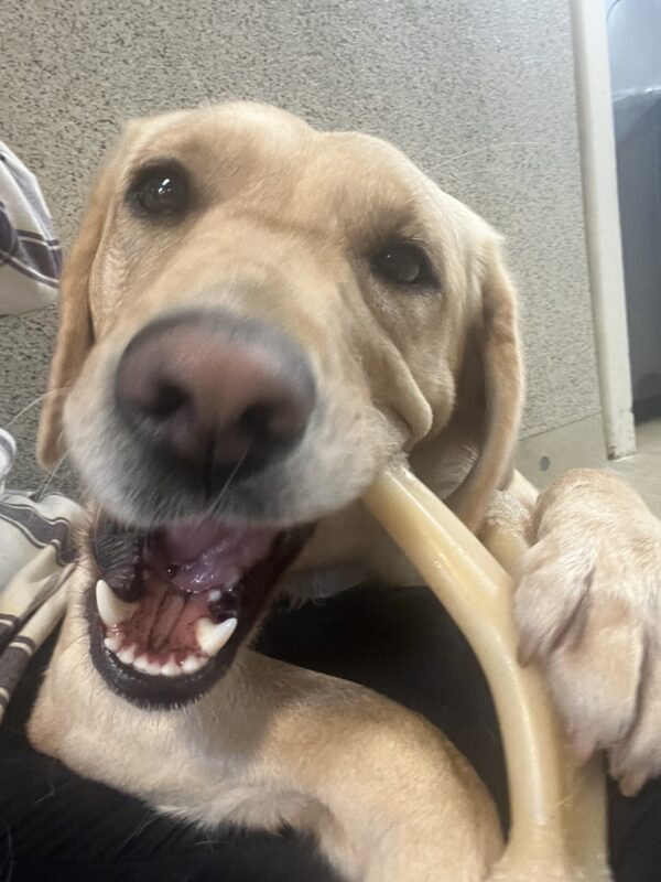 Emiko is pictured with her face close to the camera while she chews on a Benebone wishbone.