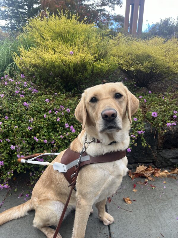 Emiko is pictured sitting in front of some foliage full of purple flowers. She is staring at the camera with her head slightly tilted to the side and is wearing her harness.