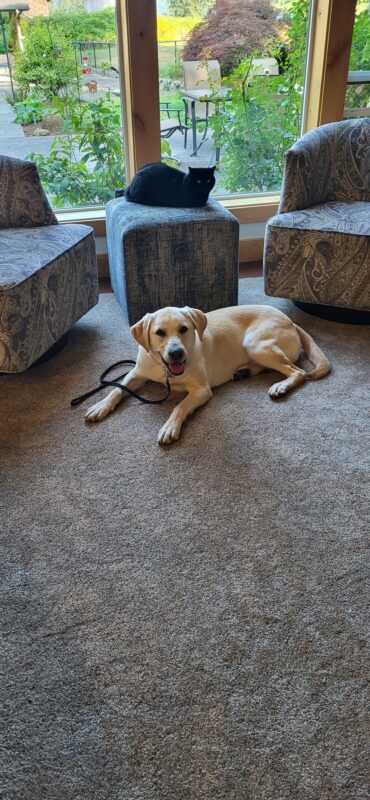 Fairfax lying on the carpet between two chairs. He is on leash looking at the camera. There is a relaxed black cat on the end table directly behind him also looking at the camera