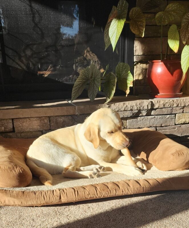 Fairfax in lying in a comfy dog bed in the sun chewing on a bone. There is a fireplace and plants behind him