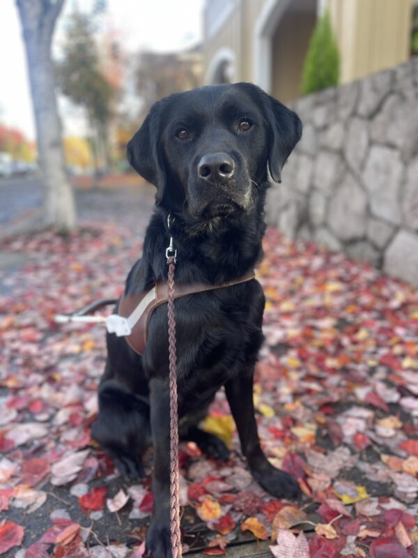 Fairlane, a male black Labrador/Golden coated cross, sits in his harness looking at the camera on a sidewalk covered in red and yellow leaves.