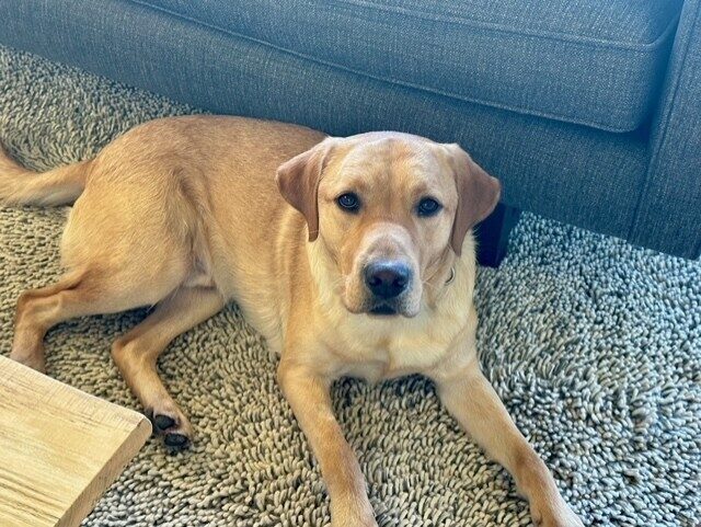 Fisher relaxes in his foster care home. He is looking at the camera.