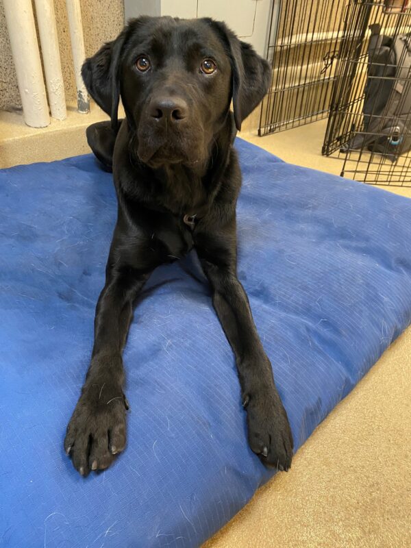 Gandalf is laying down on a blue plush bed facing the camera. His ears are perked and he is wearing a wide eyed expression.