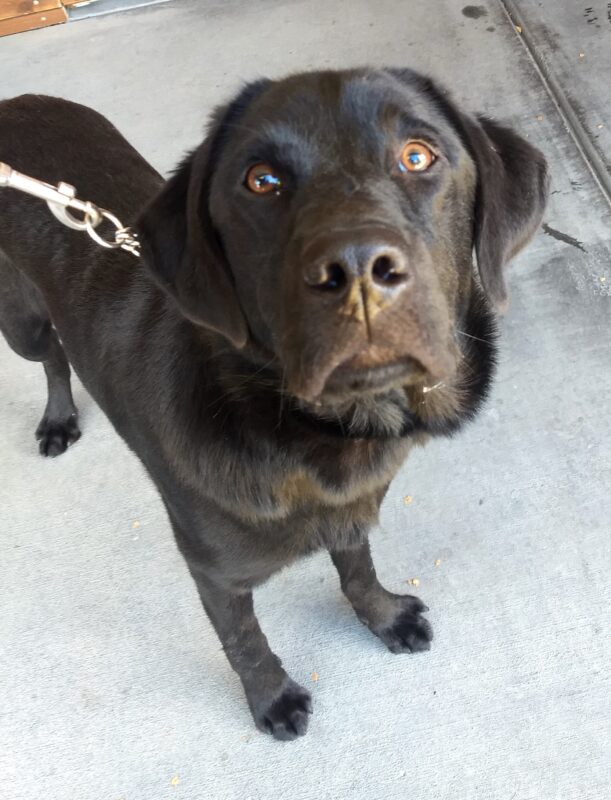 Glen is standing in an outdoor area on leash, staring up at the camera.