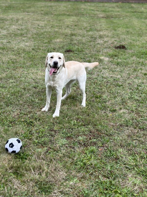 Goji stands in a grassy field, smiling at the camera with her tongue hanging out the side of her mouth. A soccer stuffie is in front of her.