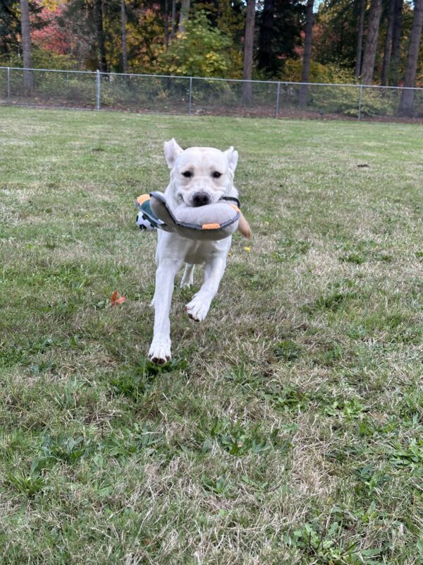 Goji runs through a grassy field holding a duck stuffie in her mouth. Her front feet are off the ground and her ears are flying out behind her.