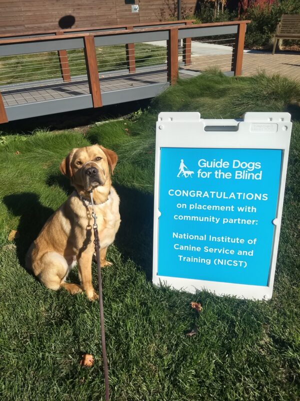 Yellow Lab Hastings sitting next to a blue sign welcoming him into the NICST program.