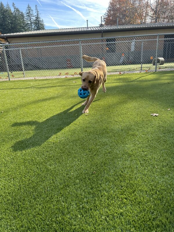 A male reddish yellow lab named Hawk is running towards the camera carrying a ball in his mouth.