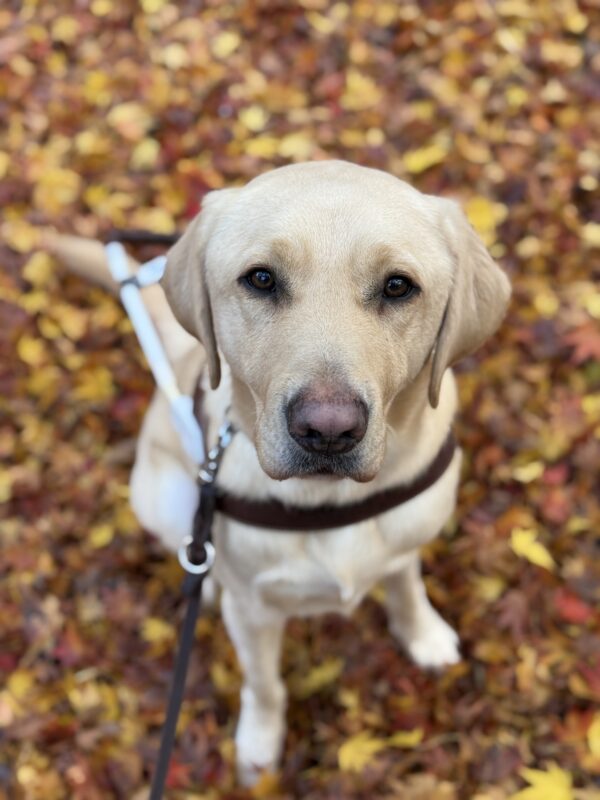 Farley wearing a guide dog harness and looking up at the camera while sitting amongst fallen brown and yellow leaves.