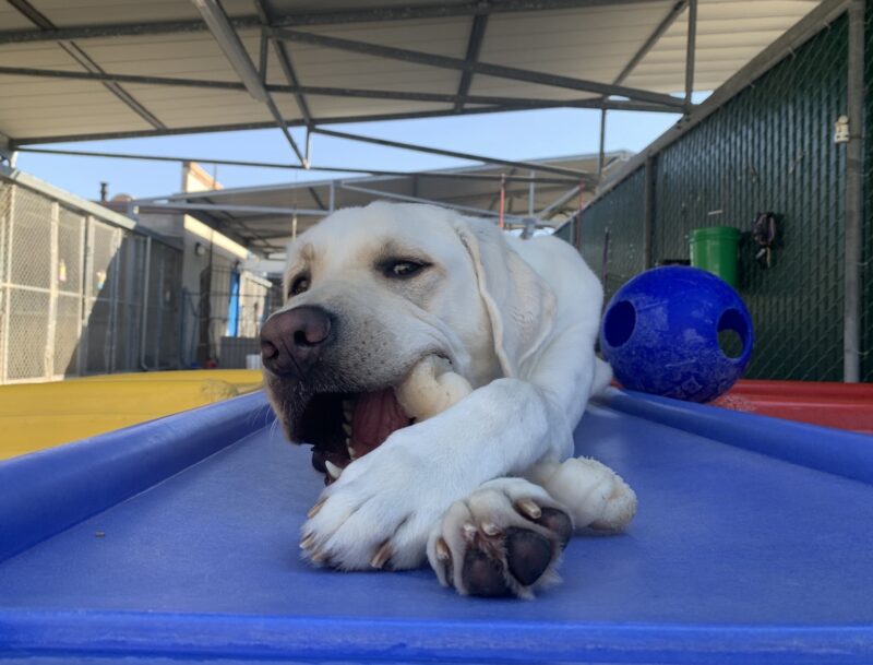 <p>Caper chews on a nylabone during community run. He is laying on a blue platform, holding the bone between crossed front paws.</p>