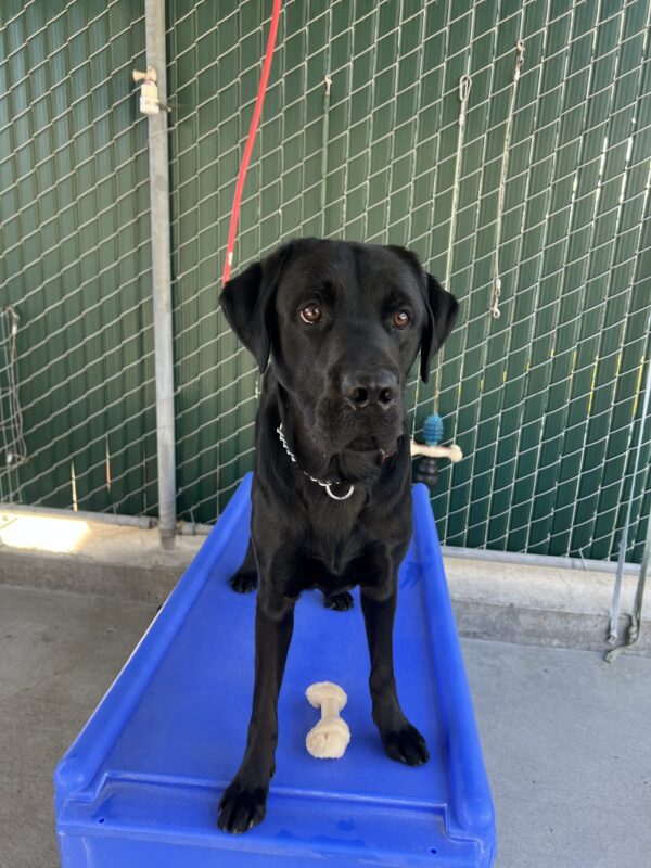 Nero is standing on a blue play structure in community run. There is a white bone in between his front legs.