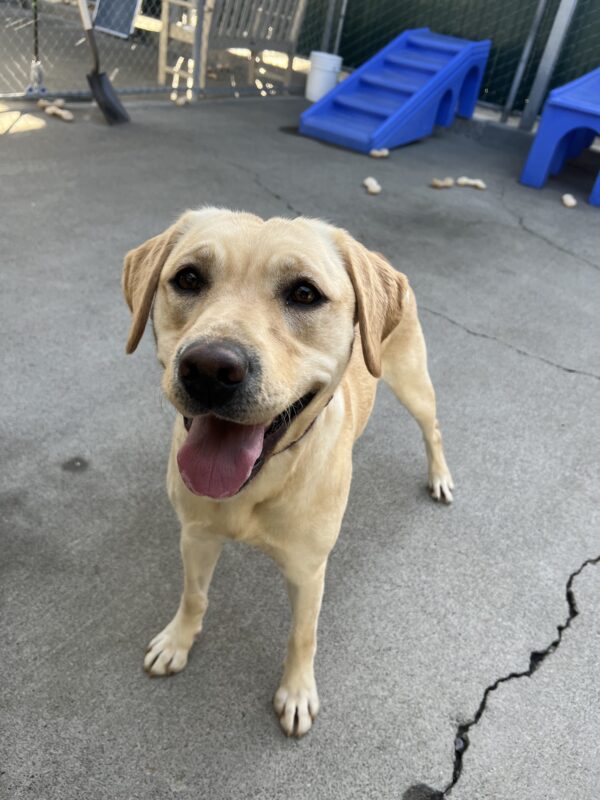 Fuchsia is standing in the community run area of the kennels. She is looking up at the camera with her tongue out. There is a blur play structure and multiple white bones behind her.