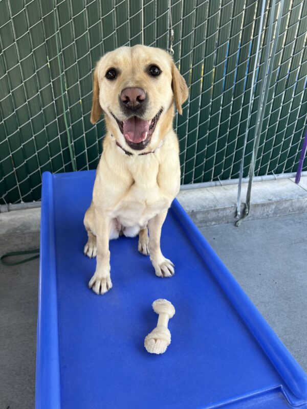 Sky is sitting on a blue play structure in the community run. She has a white bone sitting in front of her. She is looking into the camera with her tongue out.