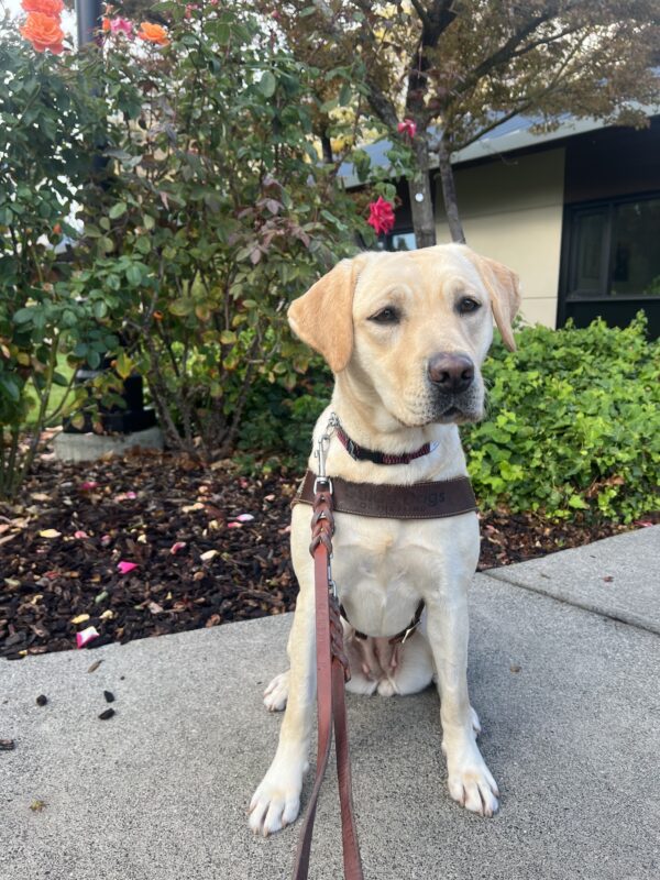 Fuchsia is sitting in front of a rose bush on the California campus. She is wearing her guide dog harness and looking off to the side of the camera.