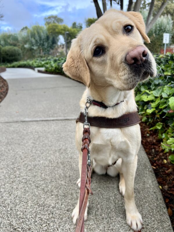 Sky is wearing her guide dog harness and sitting on the edge of a pathway. She is looking into the camera with her head tilted to the side.