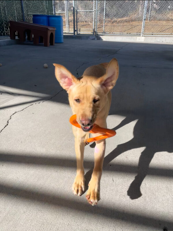 Hope is seen mid leap during community run. She is holding an orange S-shaped Bumi toy in her mouth and her ears are pointed straight up from bouncing so high.
