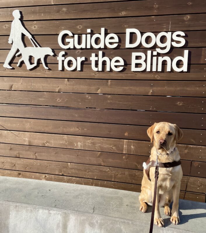 Hope sits on a low wall in front of a sign with Guide Dogs’ logo. She is looking directly at the camera.