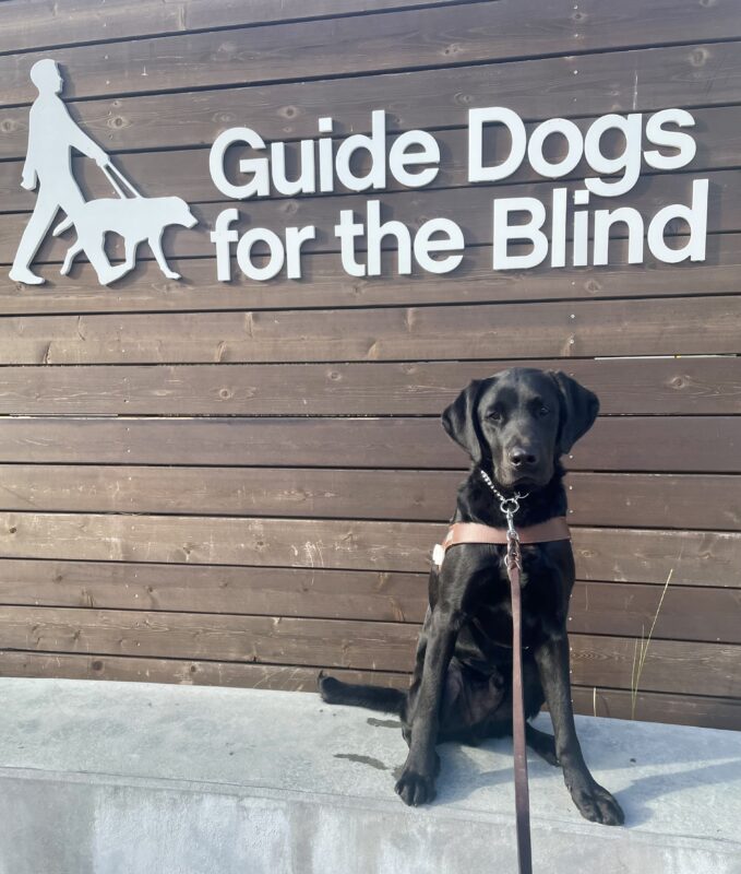 Kramer sits on a low wall with the Guide Dogs' logo behind him. He's wearing his harness and is looking directly at the camera.