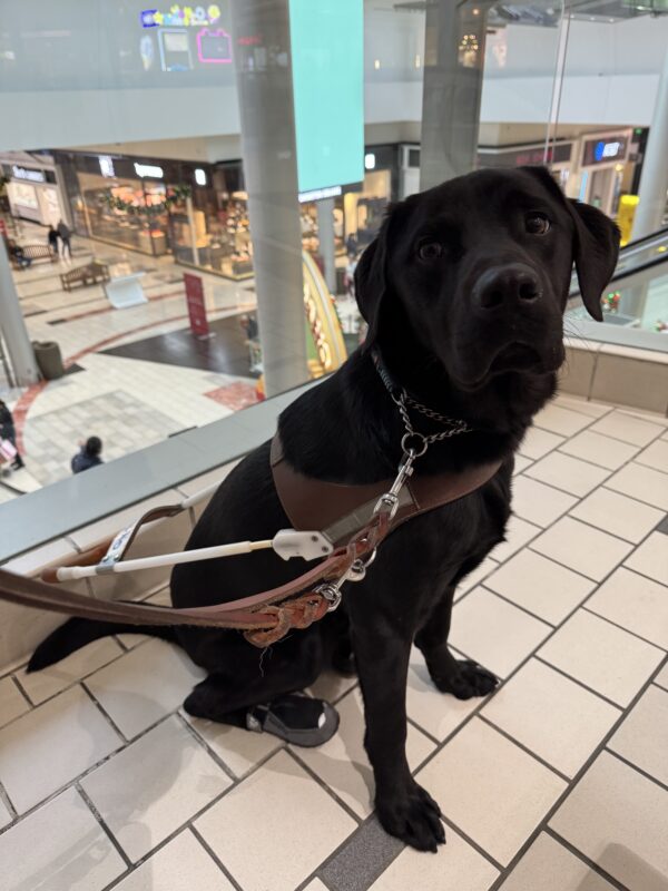 <p>Jimbo sits in a mall food court in harness looking up at the camera.</p>