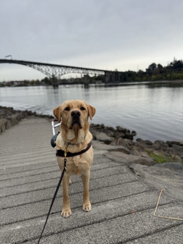Yellow lab, Samir, stands on a ramp with a view of a bridge and the Willamette river behind him. He is a wearing his harness and looking into the camera.