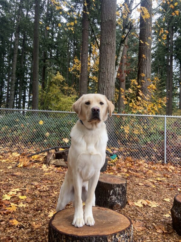 Ivan is in a play yard on the Oregon campus on an average fall day. There are yellow leaves scattered on the ground and trees surrounding the play yard. His front paws are up on a tree stump as he stands looking at his handler.
