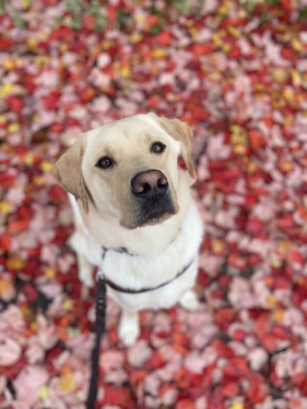 Ivan sits on a leaf covered sidewalk in his guide dog harness. His ears are perked up as he looks up, focusing on his handler.