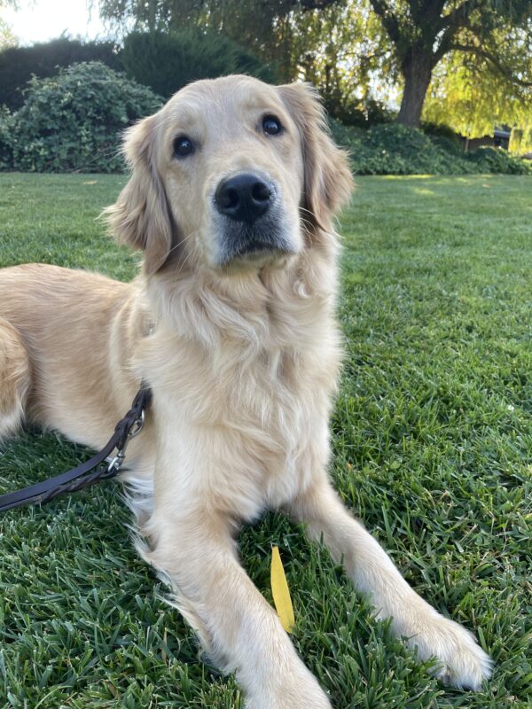 <p>Ivy lays in the grass on the GDB campus, looking up at the camera. There is one bright yellow leaf between her front paws.</p>