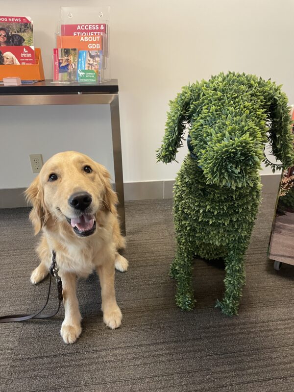 <p>Ivy poses next to a large dog-shaped topiary in the GDB Admin lobby. Behind her is a table with brightly colored GDB fliers.</p>