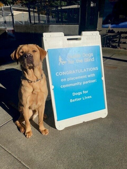 Yellow Lab Jacob sitting next to a blue sign congratulating him on being accepted by DBL