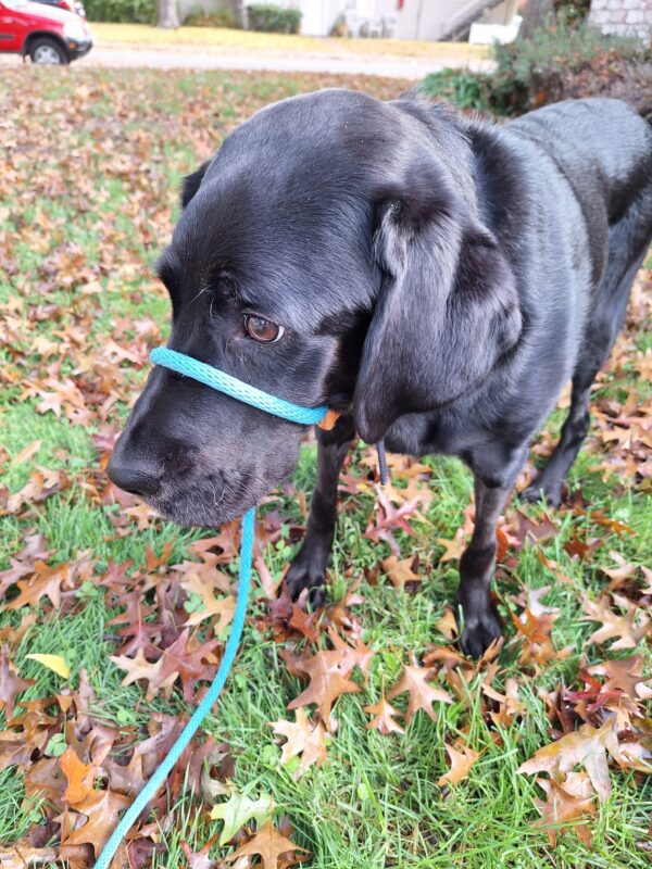 <p>Jalapeno stands in a field covered in colorful leaves. He is looking to the side of the camera and wearing a blue halter.</p>
