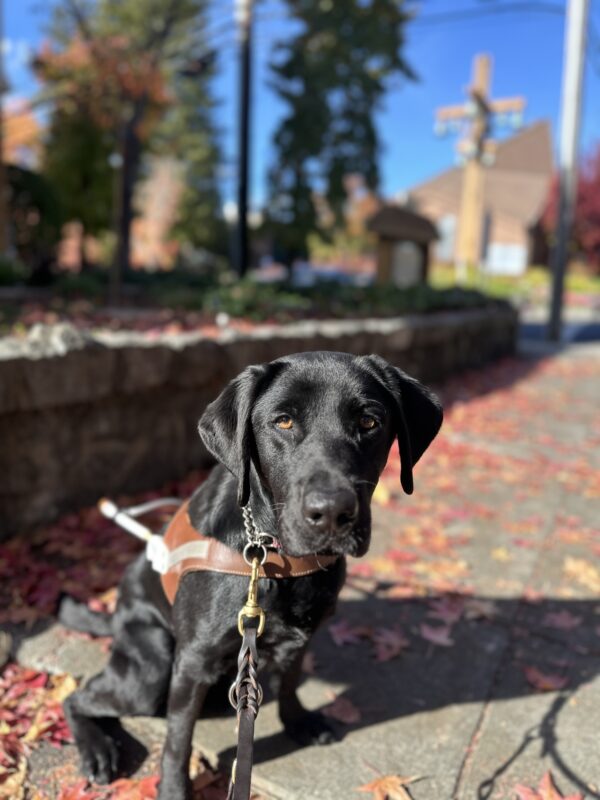 Juana sitting in harness with red fallen autumn  leaves along the sidewalk.