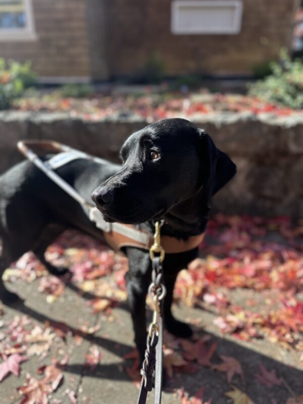 Jules in harness looking to the left with a sidewalk with red fallen autumn leaves on the ground.