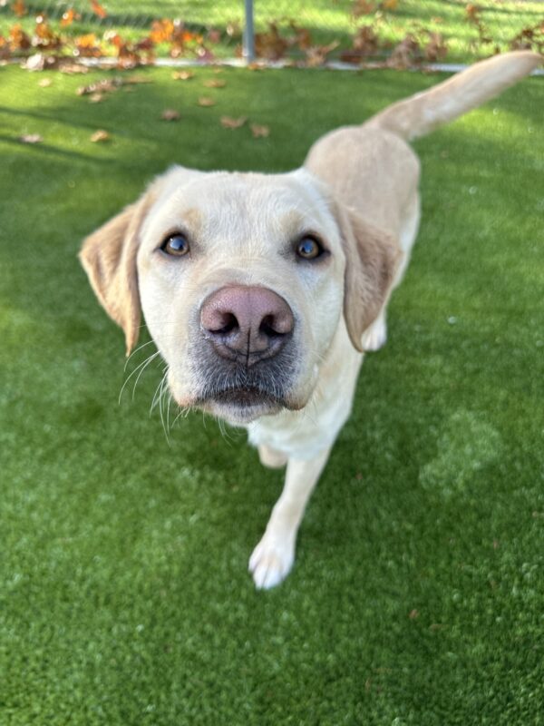 Kendall, a female yellow lab, is walking towards the camera in an turf free run area.