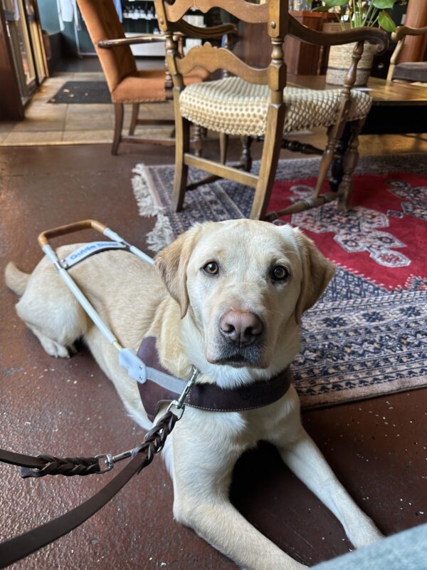 An adorable female yellow lab named Kendall is lying on the concrete floor of a coffee shop. She is looking towards the camera and is wearing his guide dog harness.