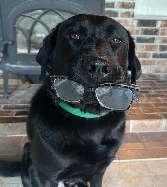 Black Lab Larson holding a pair of glasses in his mouth