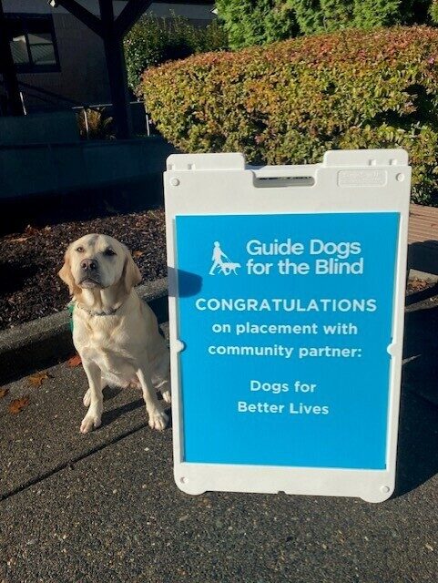 Yellow Lab Leaf sitting next to a blue sign congratulating her on being accepted by DBL.