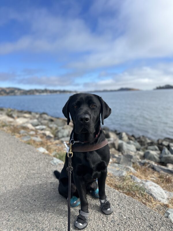 Lox in harness and booties sitting in front of the bay.