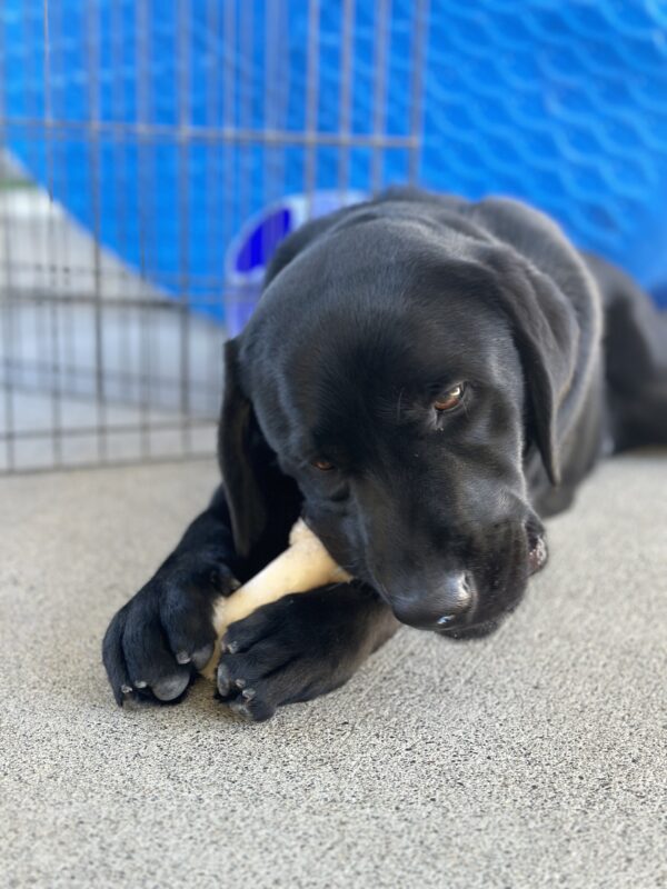 Closeup of Lox laying on cement, chewing a Nylabone.