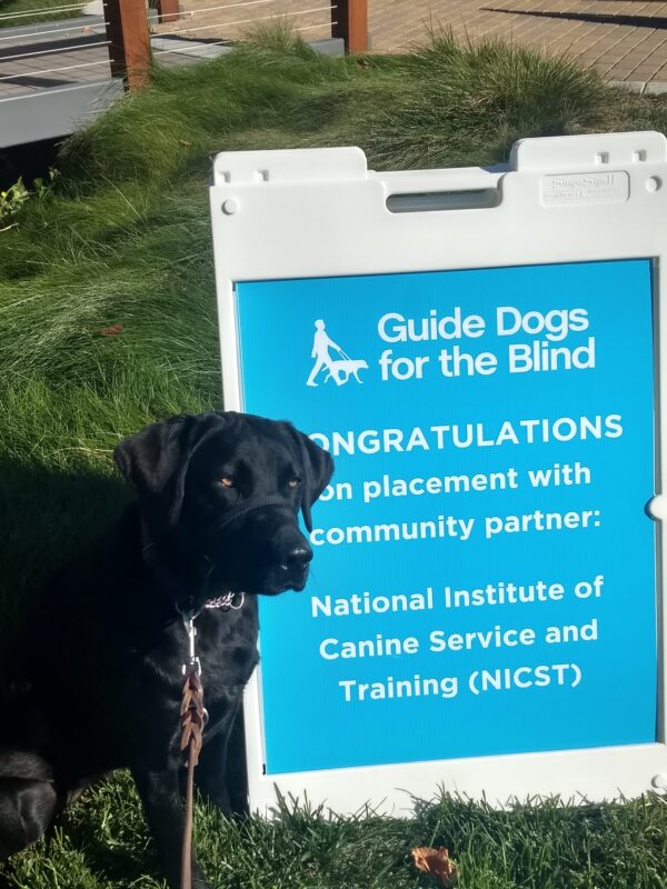 Black lab Luz is sitting next to a blue sign welcoming her to the NICST program