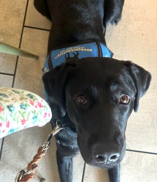 Black lab Maizie is laying on the floor, looking up at the camera.